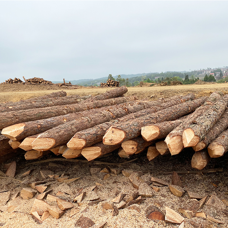松木樁能用多少年？