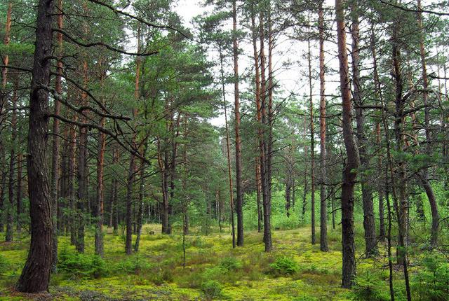 中國(guó)主要的松木產(chǎn)地有哪些，不同產(chǎn)地的松木有哪些區(qū)別