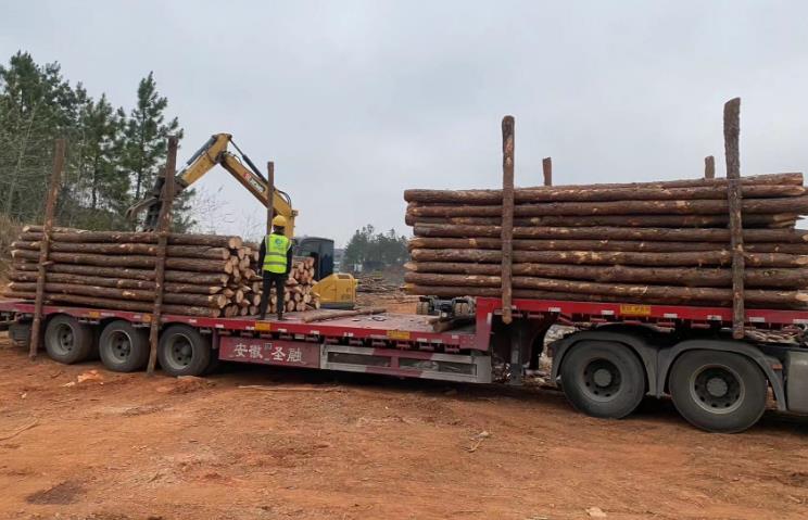 松木樁和杉木樁哪個更適合打木樁？兩者區(qū)別有哪些？