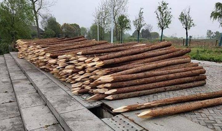 杉木樁為什么這么受歡迎？杉木樁有哪些優(yōu)點和缺點？