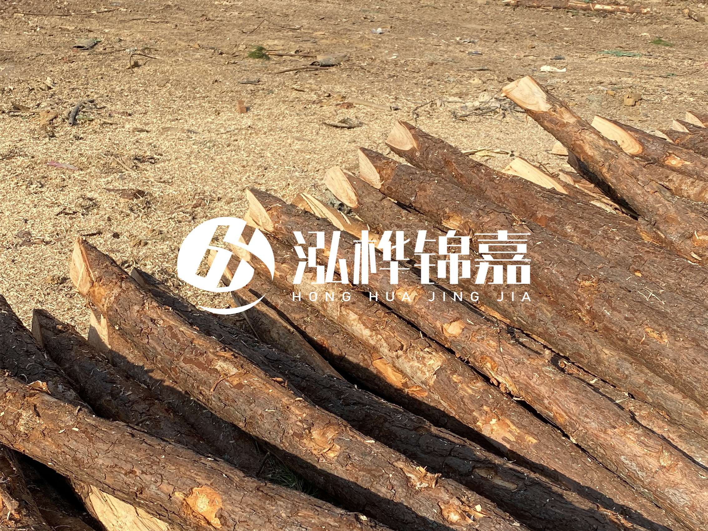 松木樁施工隊泓樺錦嘉 - 落葉松的直徑能達到20cm嗎？